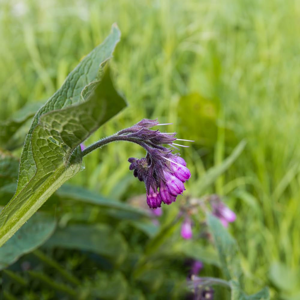 Heirloom Non-GMO Trichoglottis Flower Seeds for Planting – Rare Exotic Orchid Blooms - Non-GMO for planting in home garden